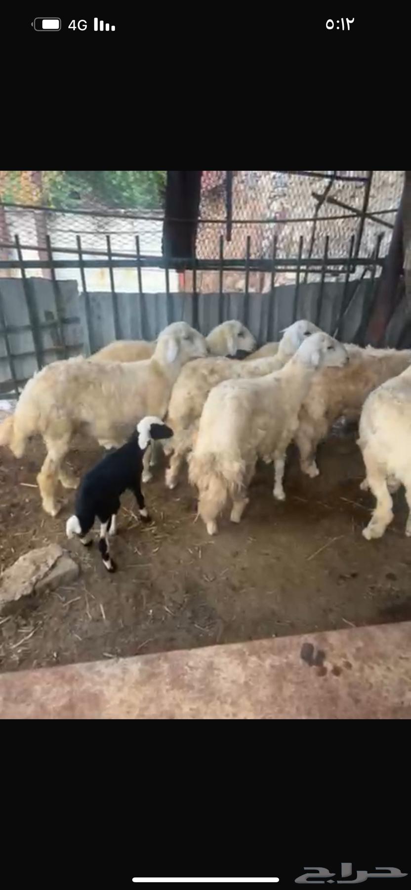 7 طليان للبيع64540323642755110