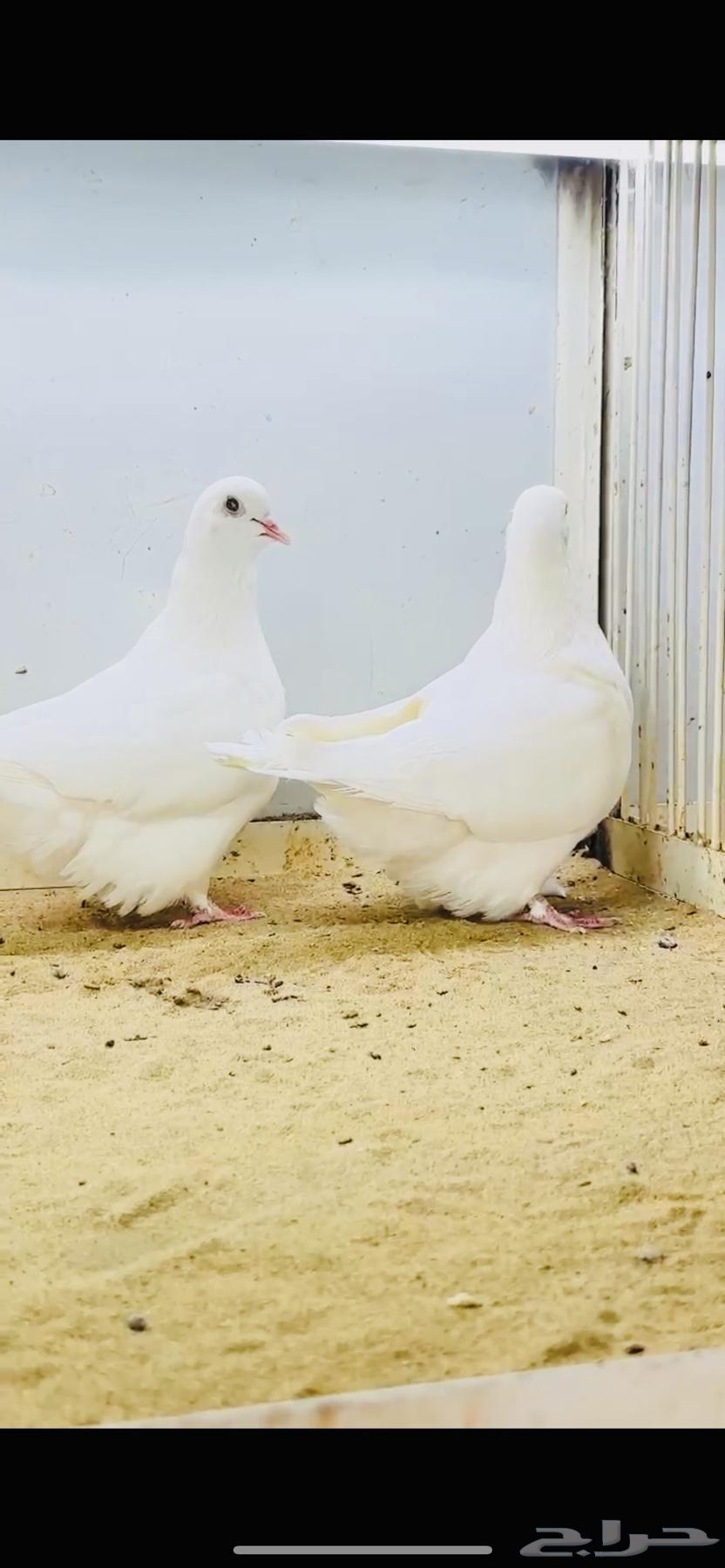 White carpet pair with certificate64535750884994111