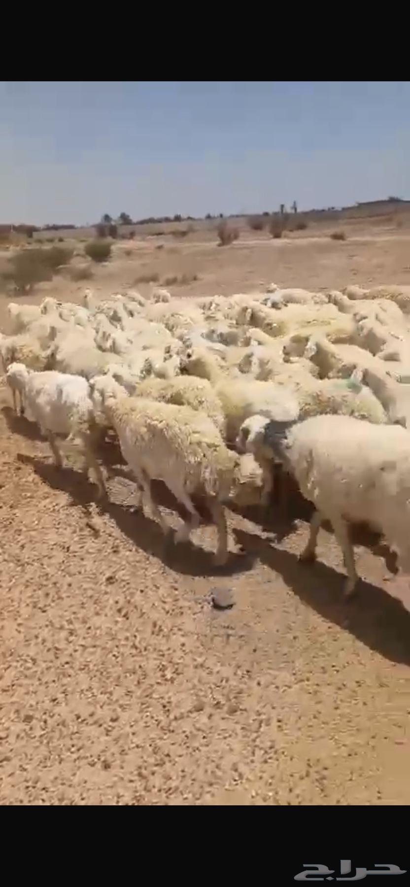 For sale, free-range mountain sheep, 100 ewes and 2 rams64538035929603110