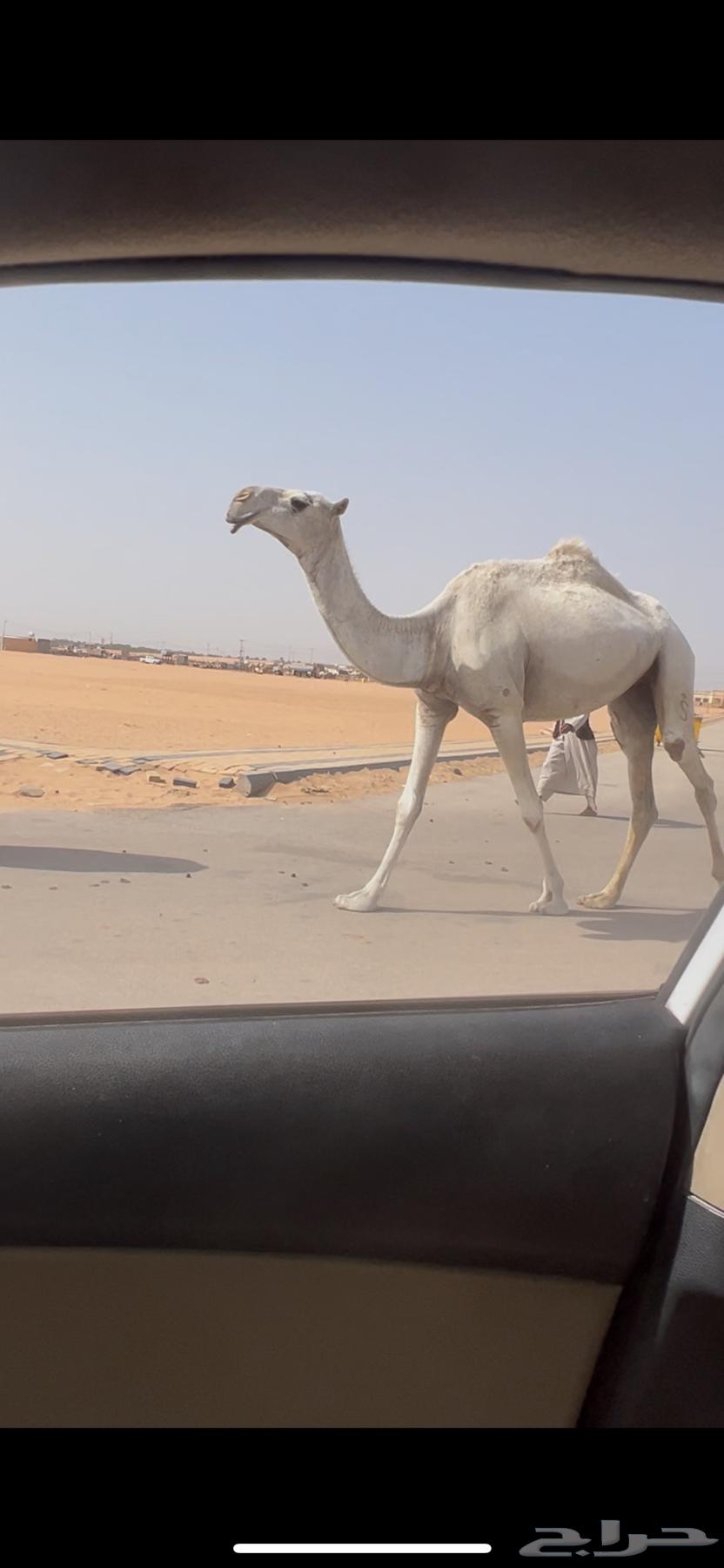 ابل وضح للبيع64542757718659110