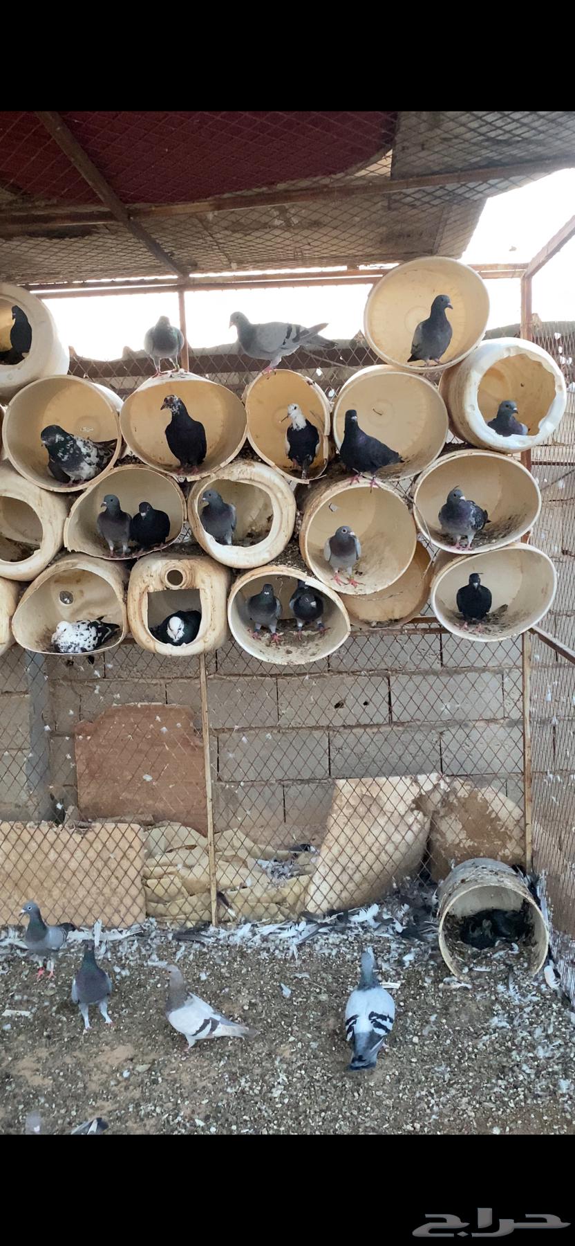 Pigeon nest for sale, productive pigeon with 30 to 32 pairs64539187727745112