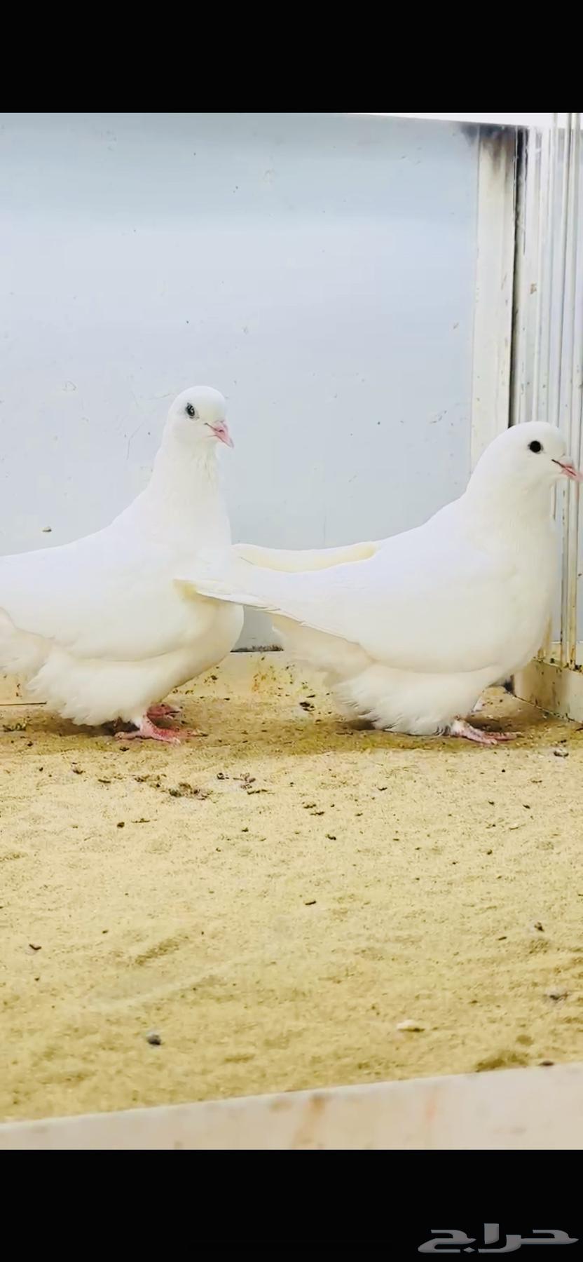 White carpet pair with certificate64535750884994112