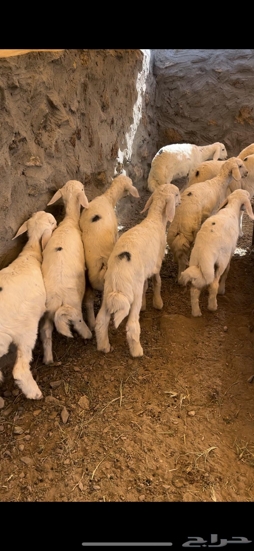 ارخال للبيع - تم البيع64542856316674111