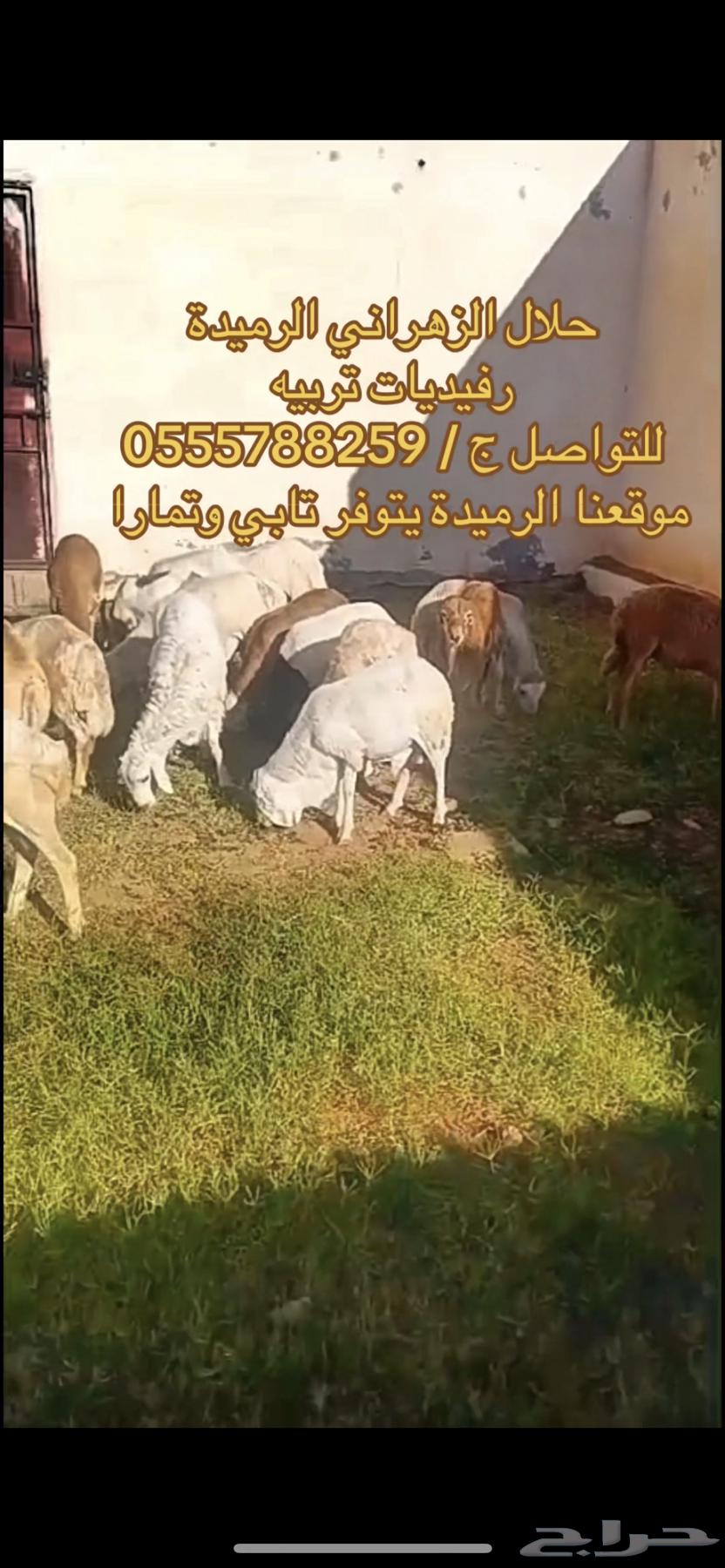 طليان رفيدي تربيه طيبات بالحيل64537881968002110