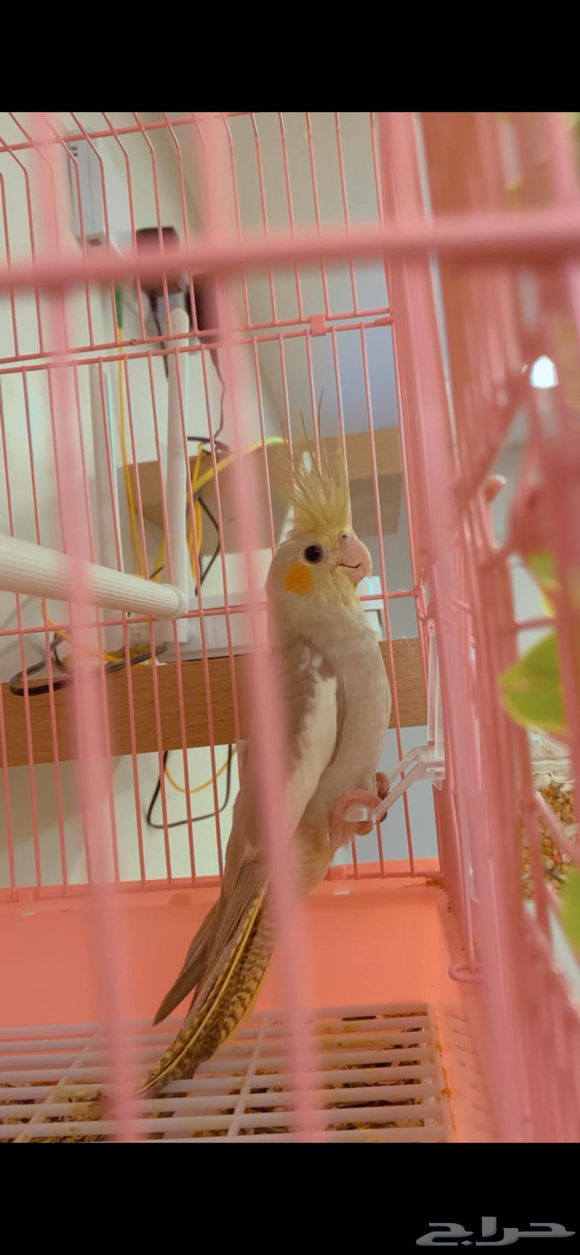 ببغاء للبيع64537909771009110