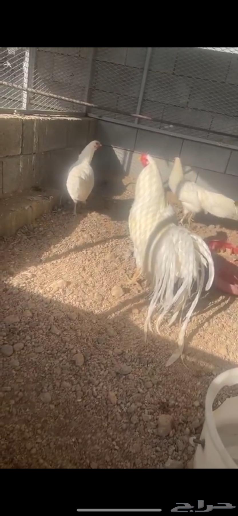 صوص يوكهاما انتاج خوارج64540010746370110