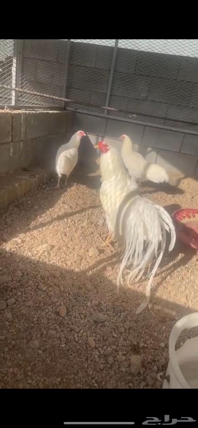 صوص يوكهاما انتاج خوارج64540010746370112