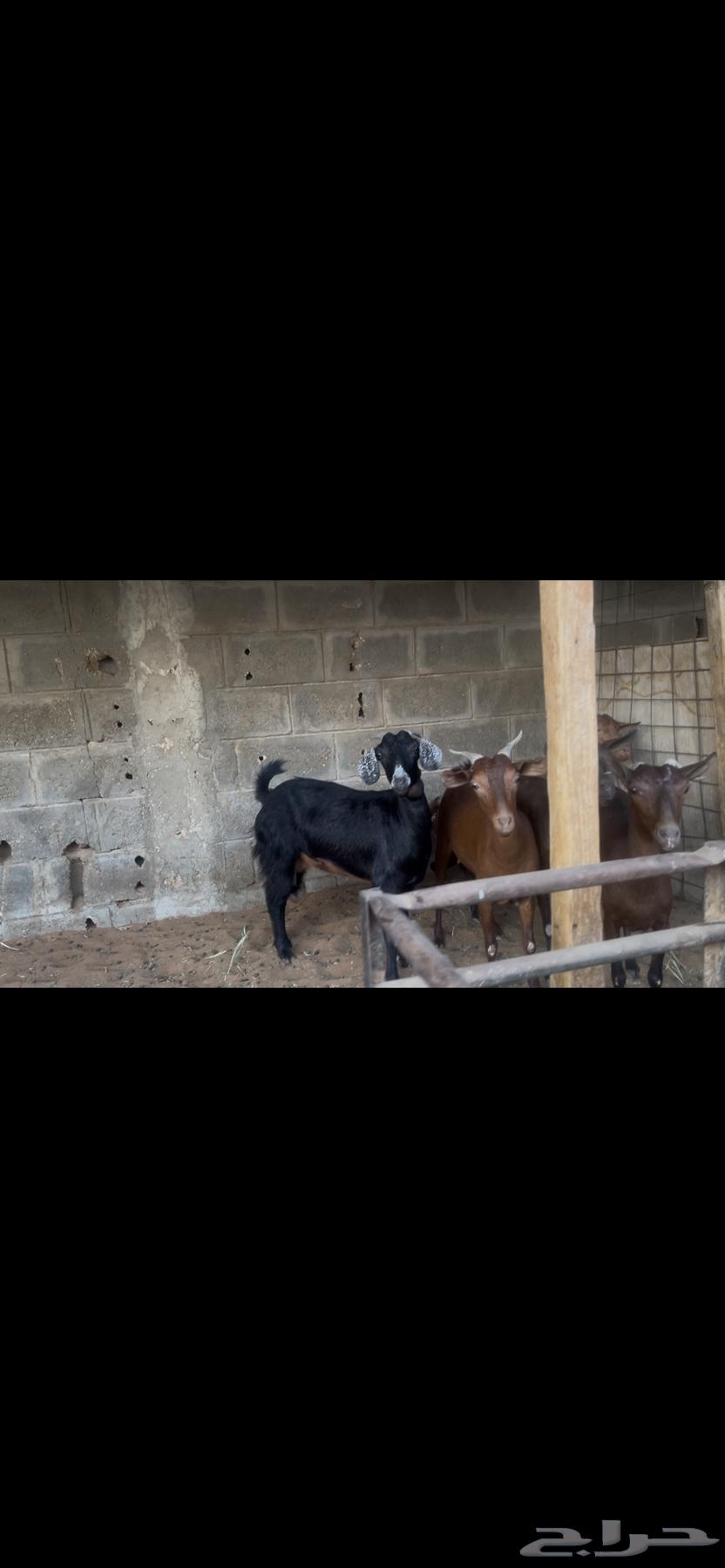 معزا جنوبيه دهم.. تم البيع64541636996481111