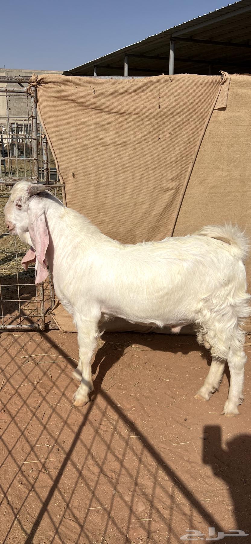 تيس ابيض صنف64536864558210110