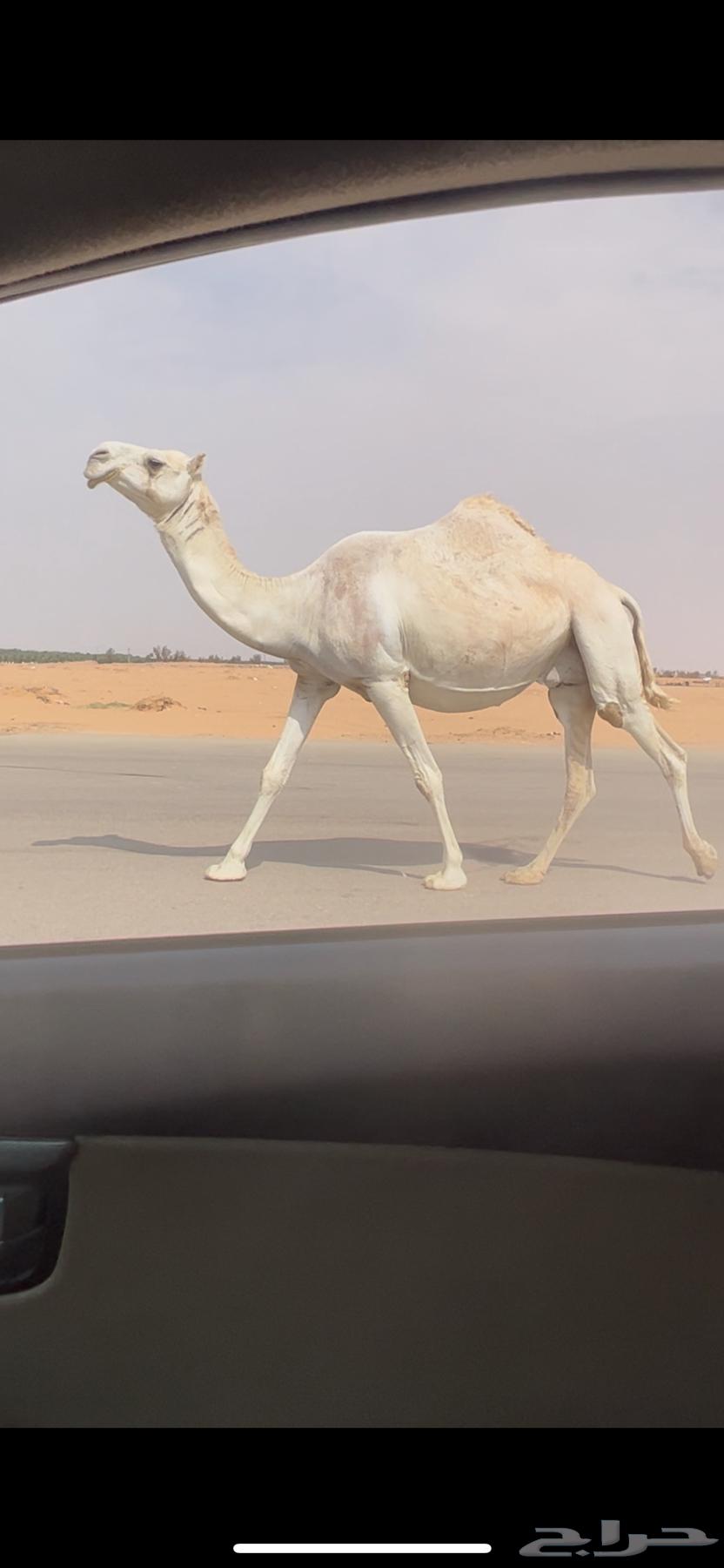 ابل وضح للبيع64542757718659111