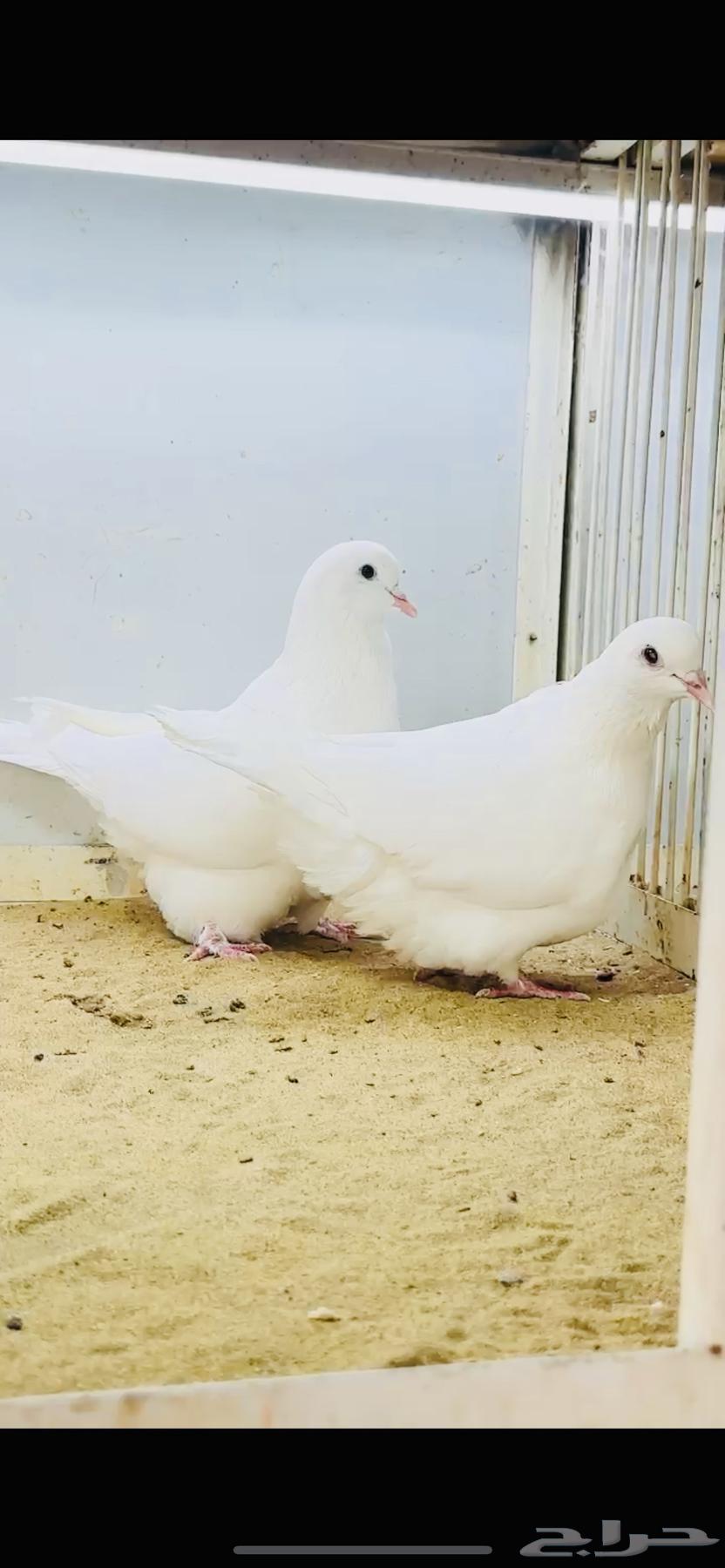 White carpet pair with certificate64535750884994110