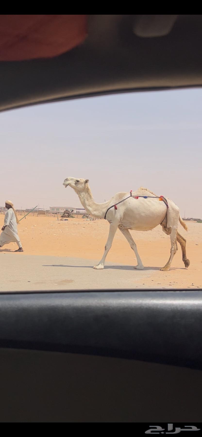 ابل وضح للبيع64542757718659113