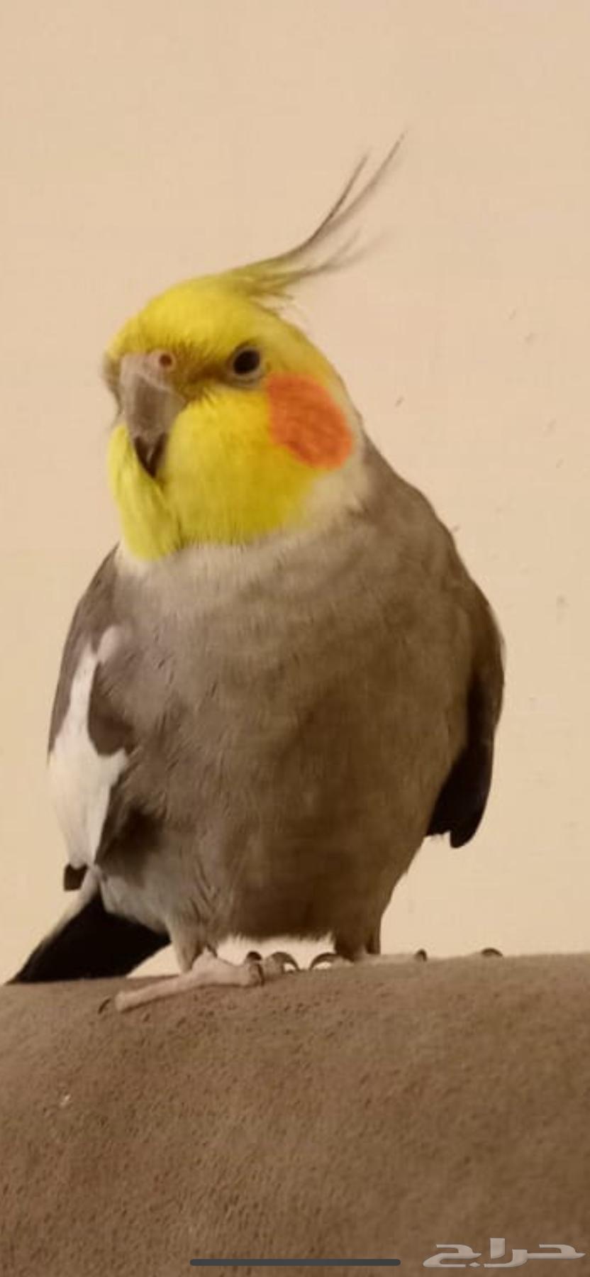 كروان اليف للبيع او للبدل ببغاء درة64538289355138110