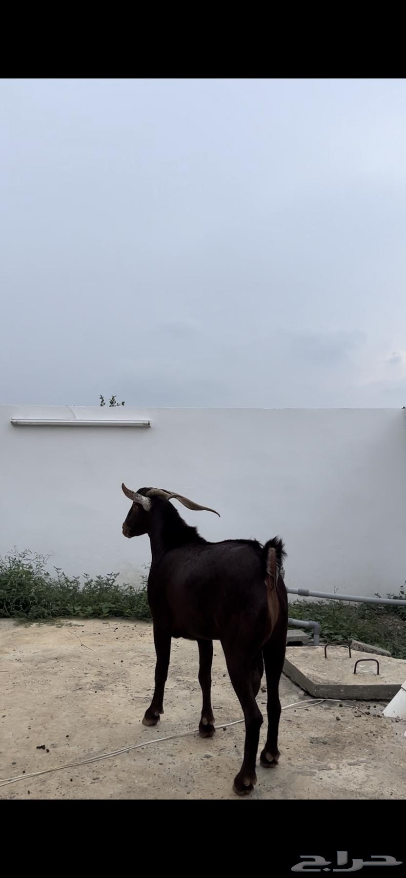 تيس ادهم فحل ( تم البيع64538659517569114