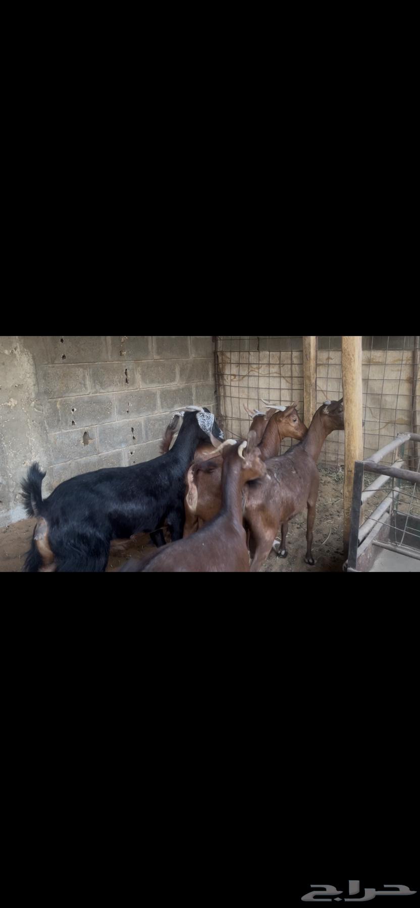 معزا جنوبيه دهم.. تم البيع64541636996481114