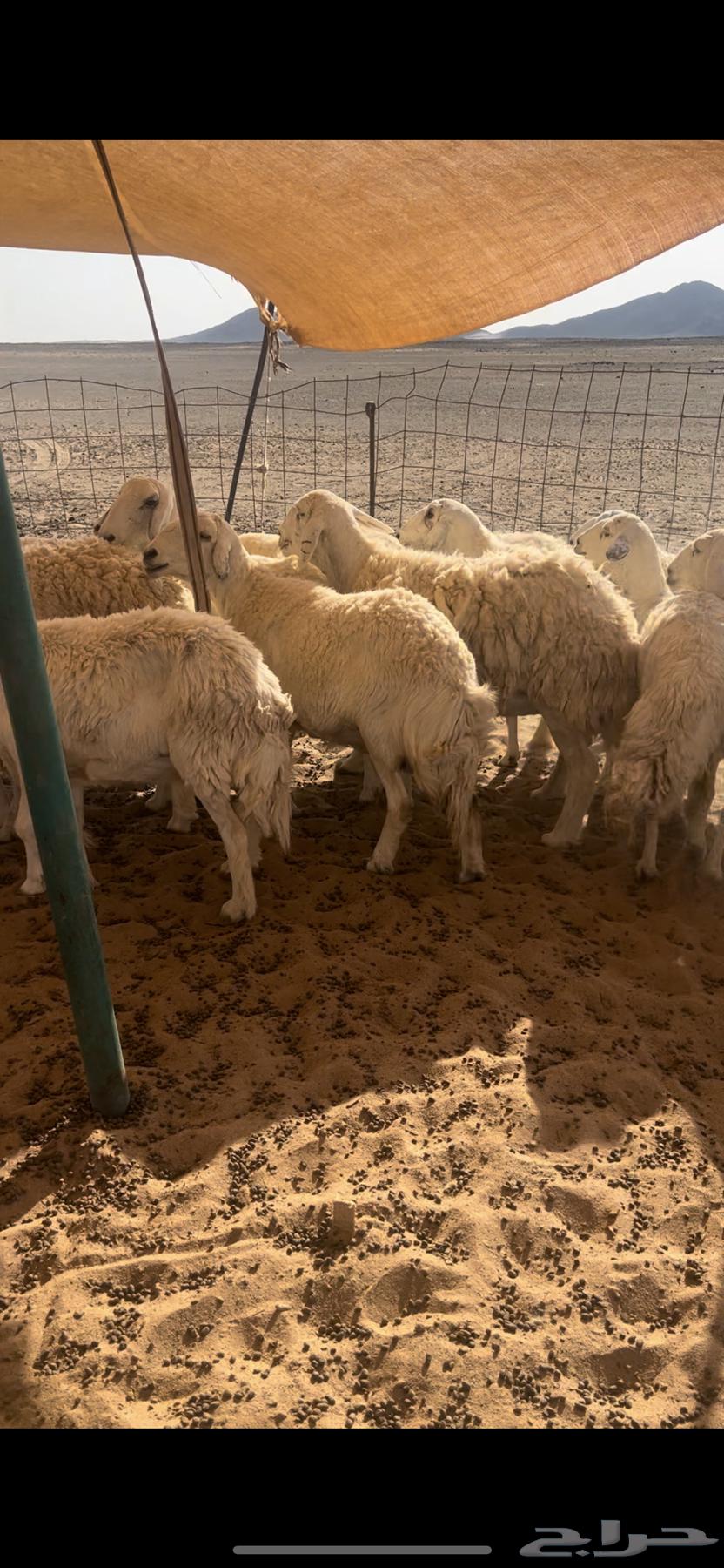 غنم عددها 20 طيبه بالحيل تحتها 564540081792386110