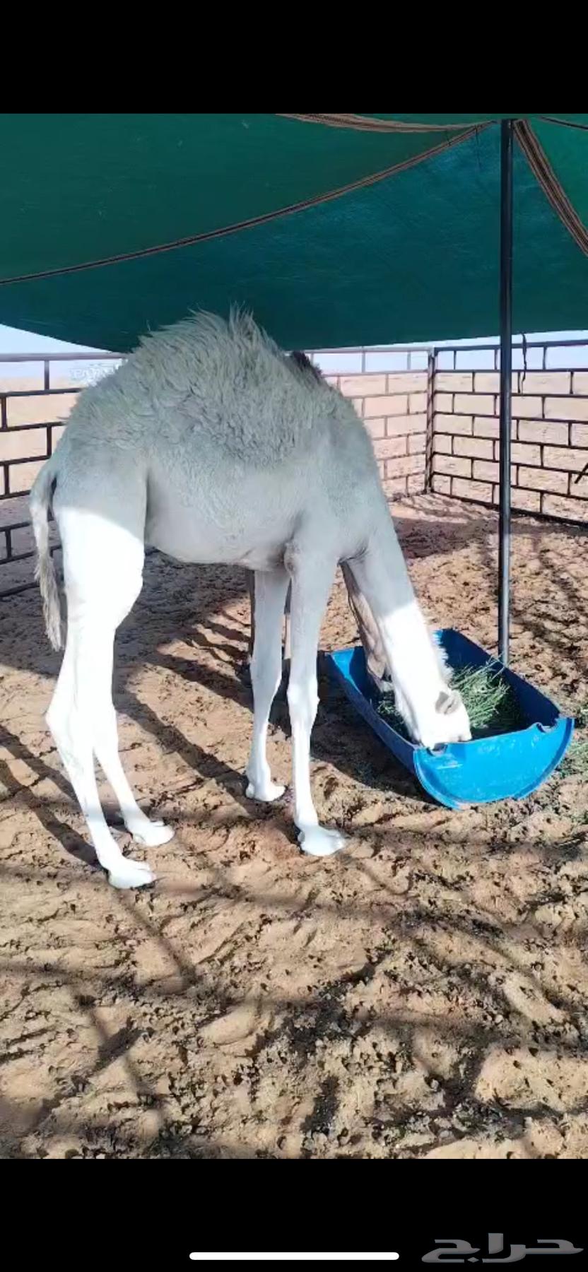 قعود وبكره للبيع64537728648065110