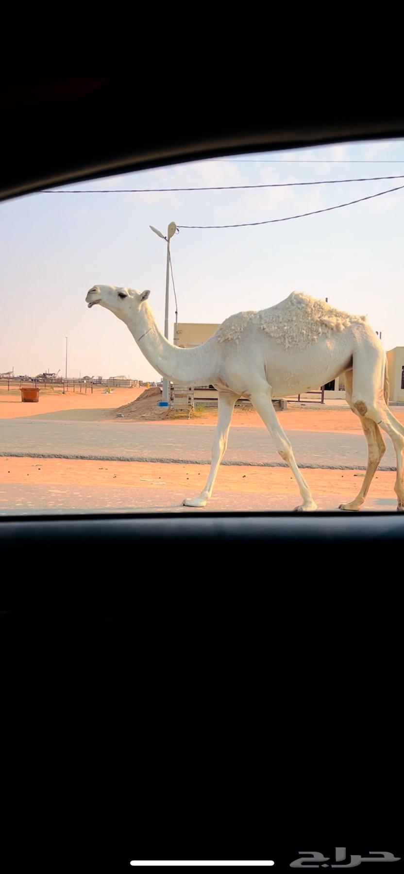 ابل وضح للبيع64542757718659112