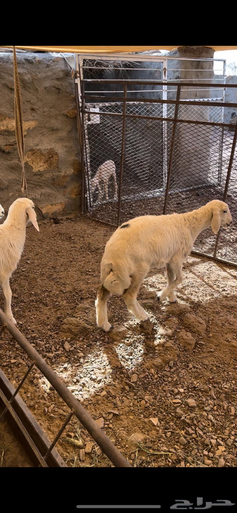 ارخال للبيع - تم البيع64542856316674112