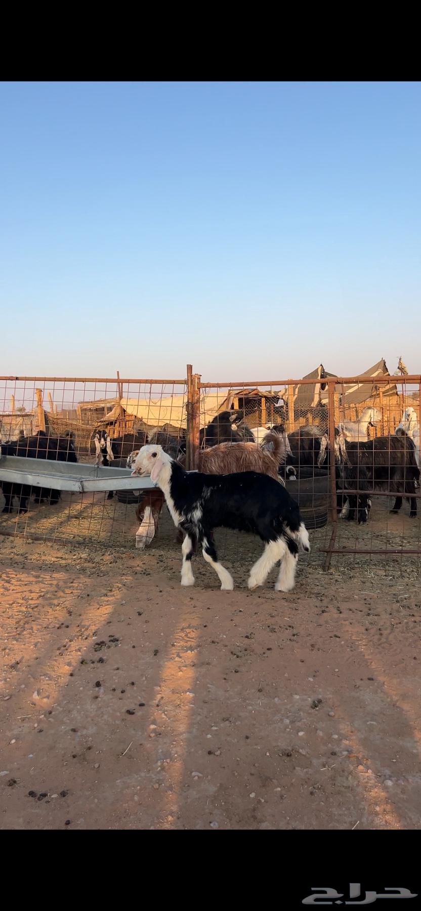 نجدي فحل صنف64541835883139111