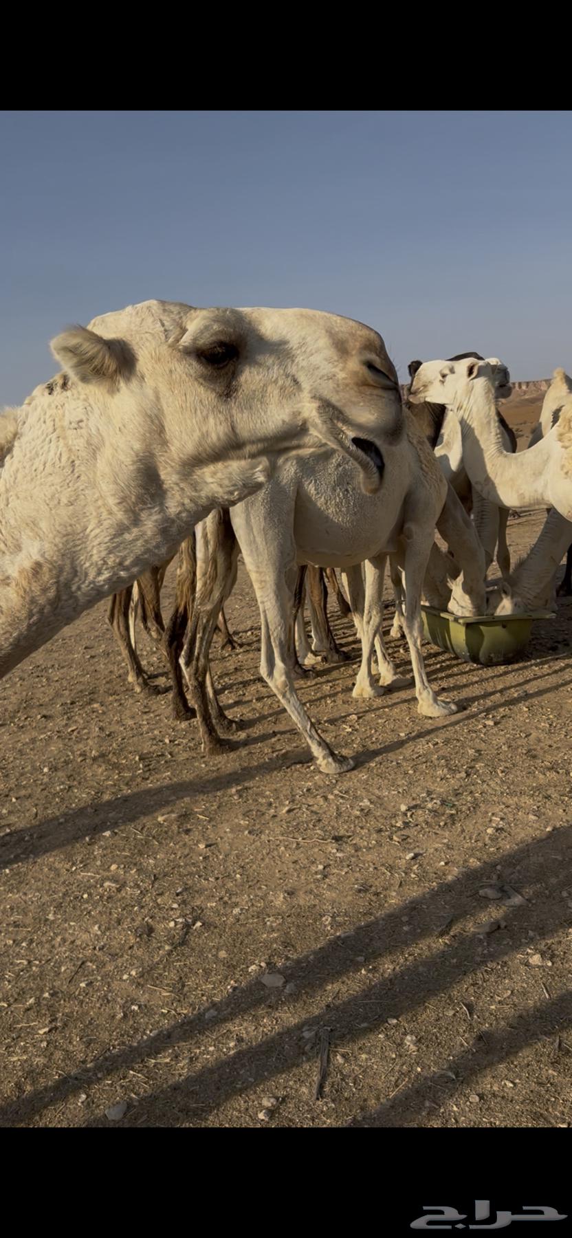 قعود حق للبيع64539882371201110