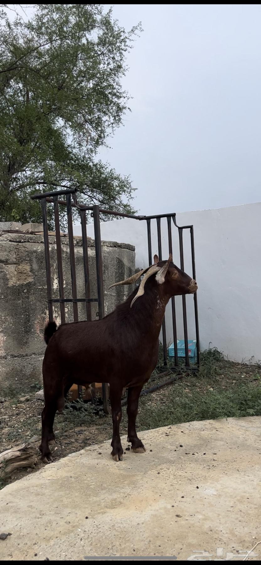 تيس ادهم فحل ( تم البيع64538659517569112