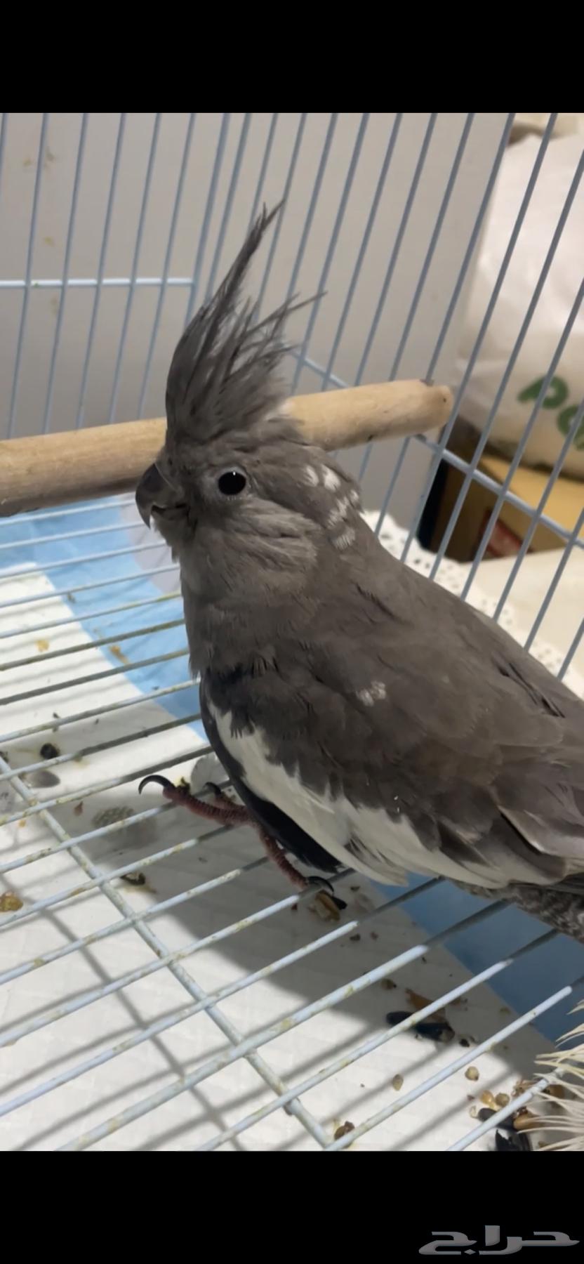 طير كروان للبيع64535889543041110