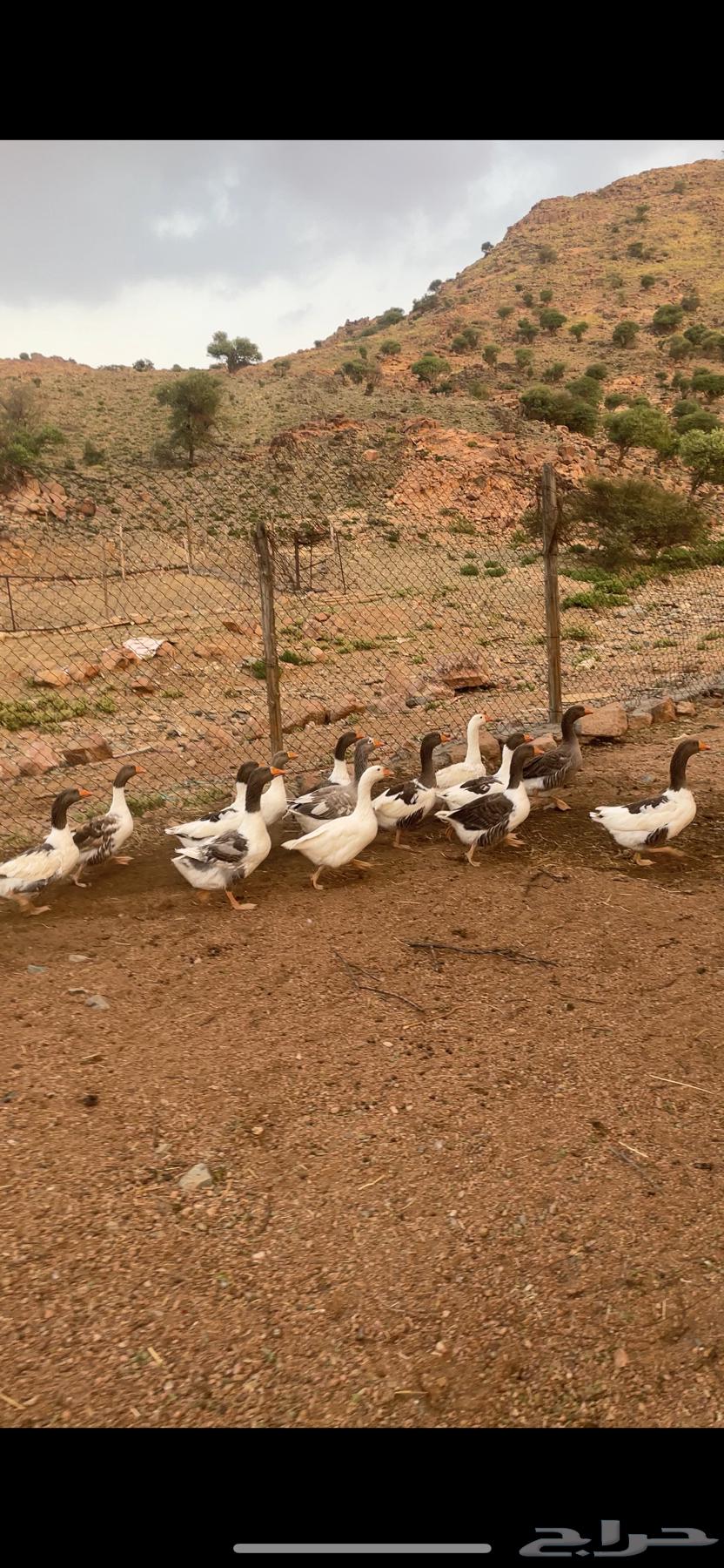 وز للبيع64532325670659111