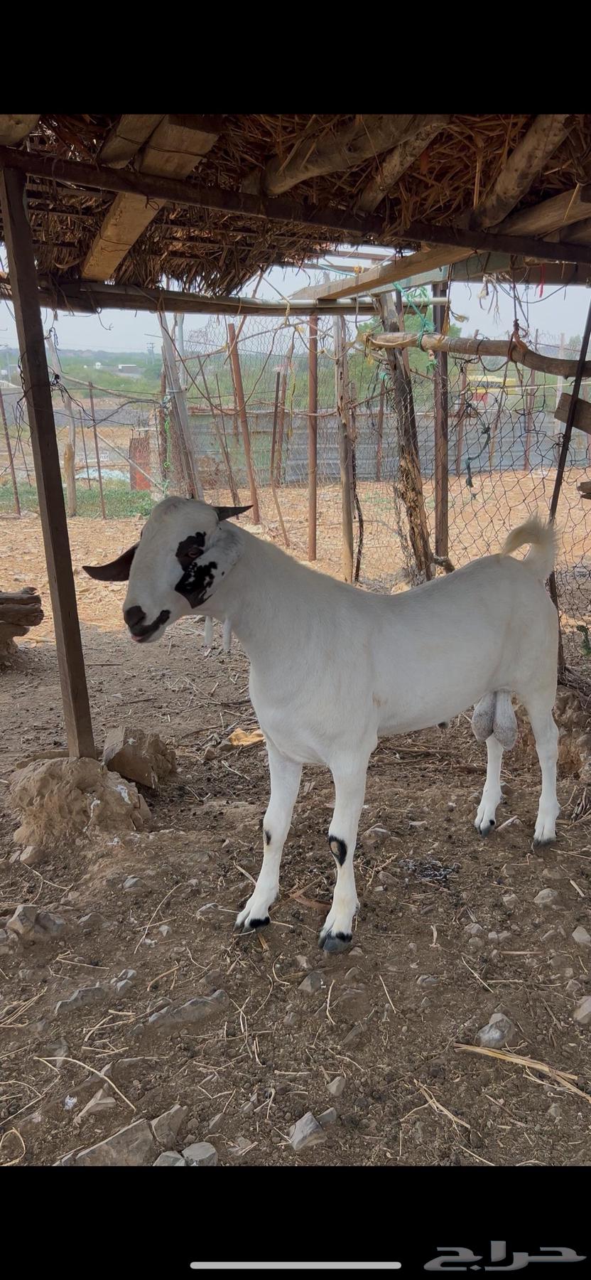 فحل بيشي64538795167233110