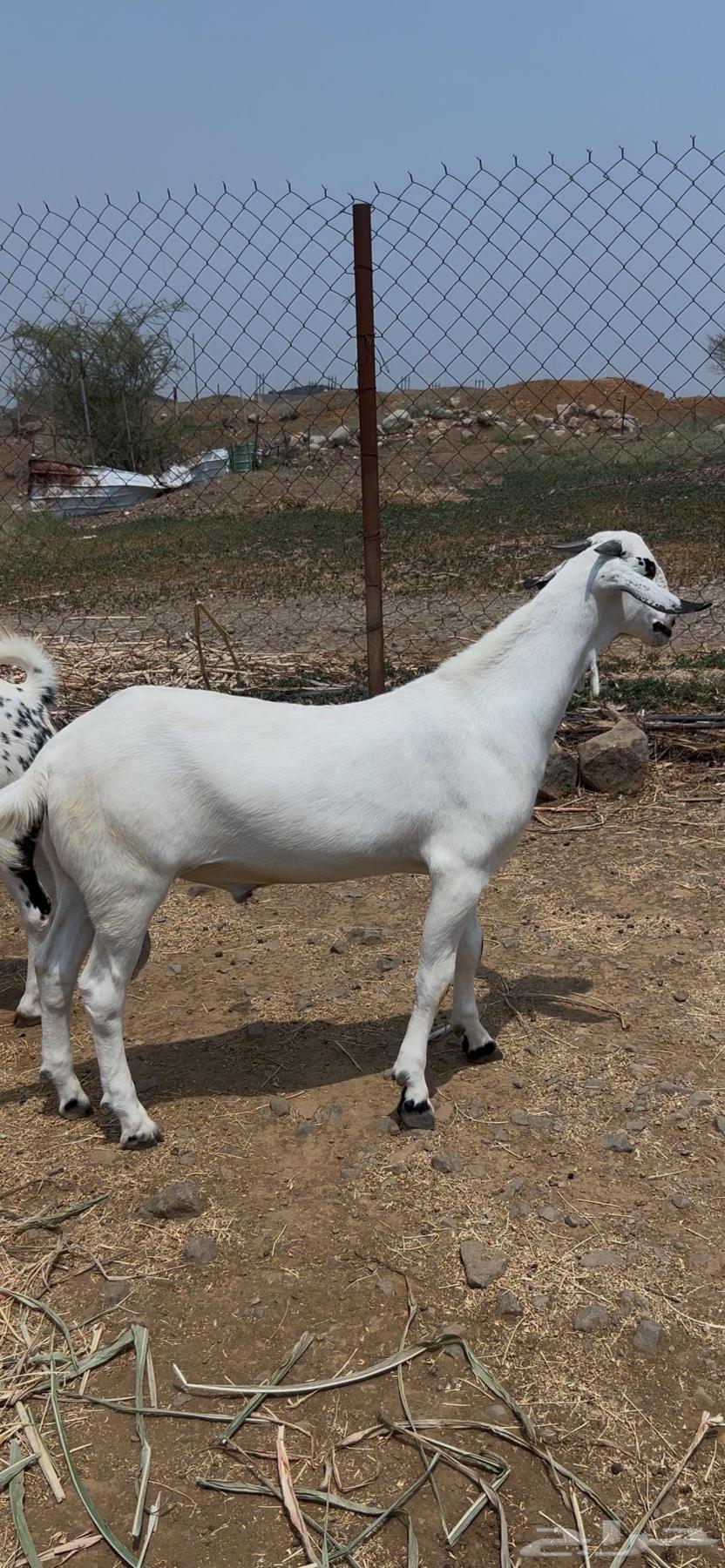 فحل بيشي64538795167233112