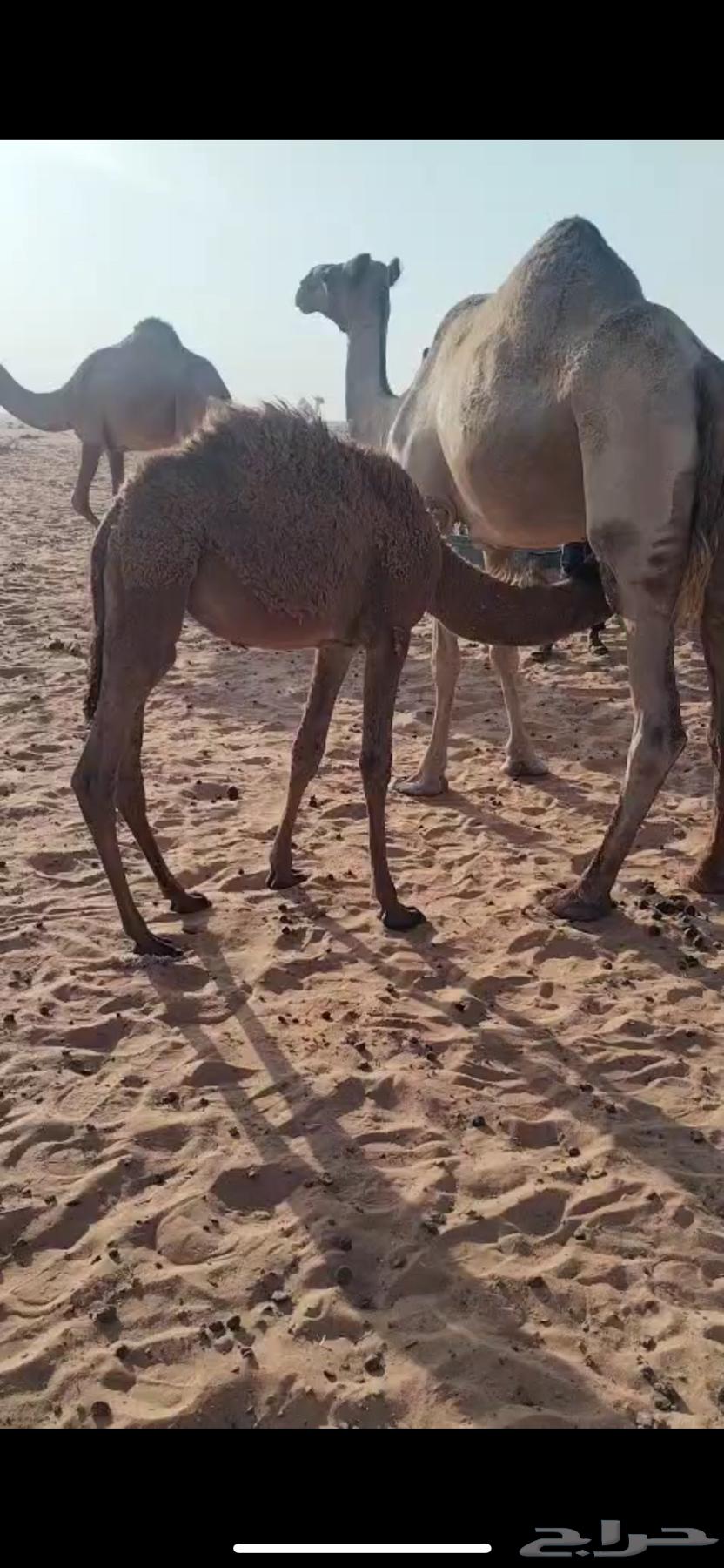 قعود وبكره للبيع64537728648065112