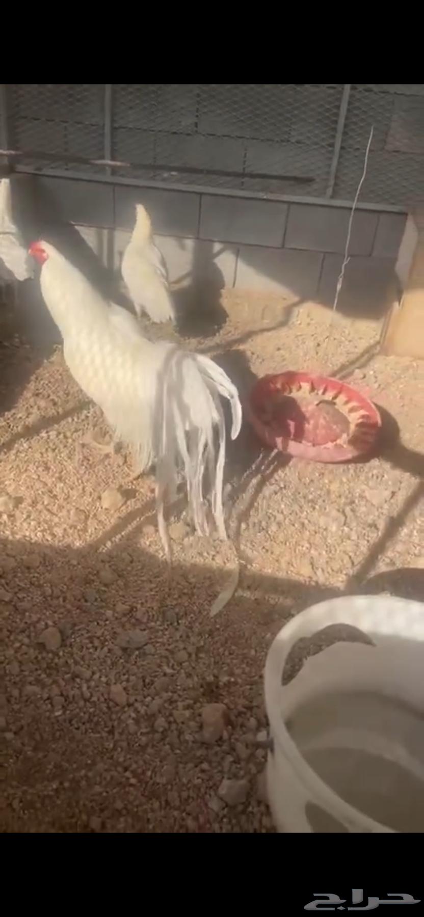 صوص يوكهاما انتاج خوارج64540010746370113