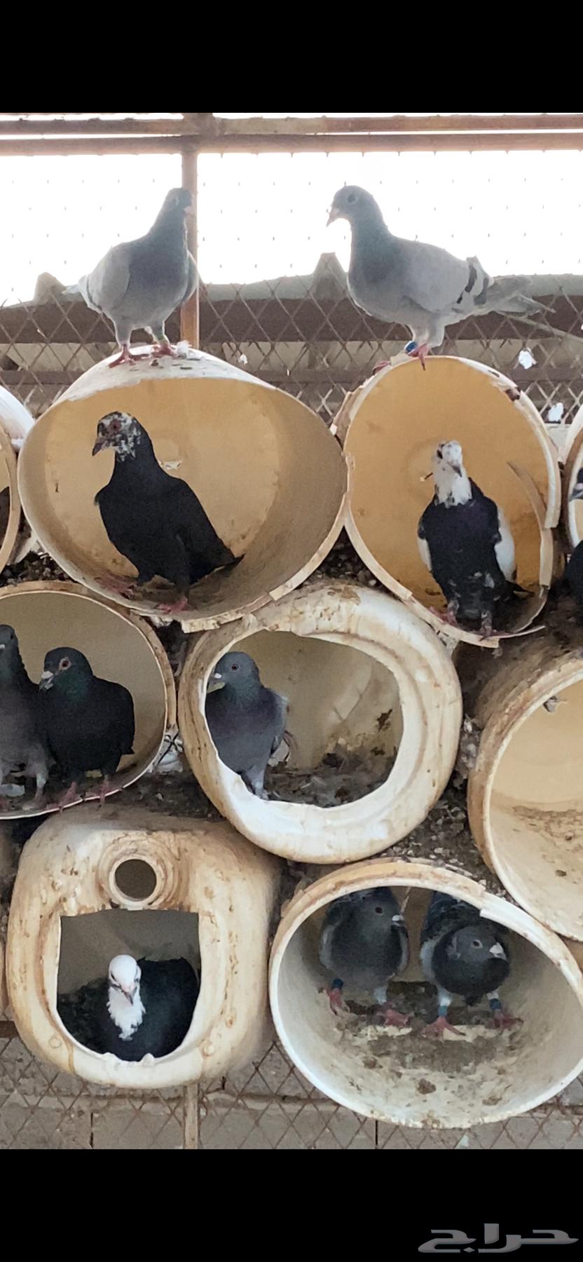 Pigeon nest for sale, productive pigeon with 30 to 32 pairs64539187727745110