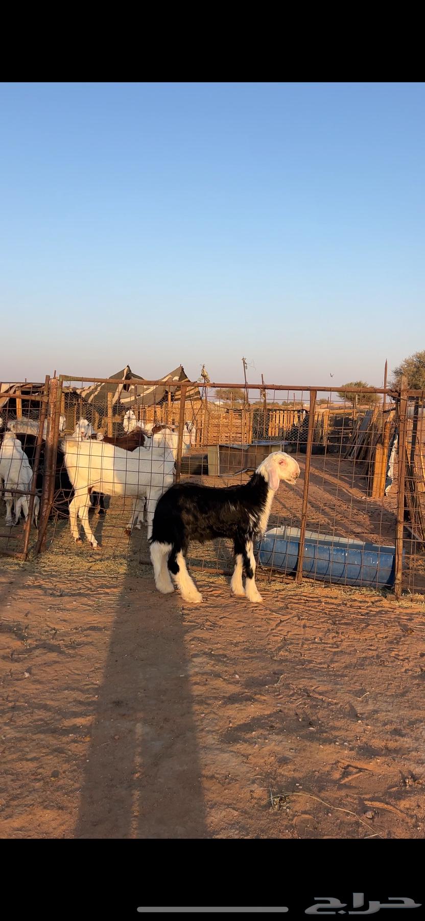 نجدي فحل صنف64541835883139110