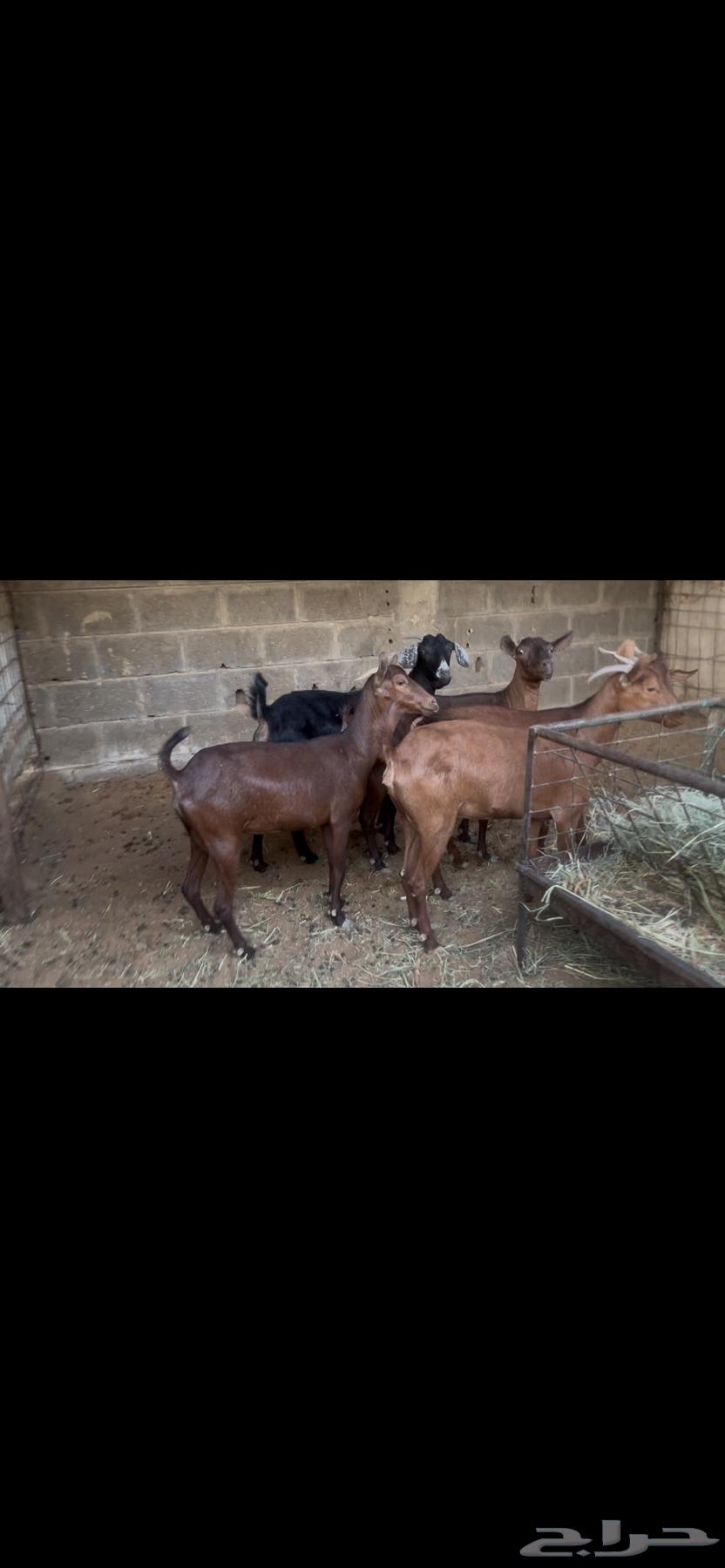 معزا جنوبيه دهم.. تم البيع64541636996481113