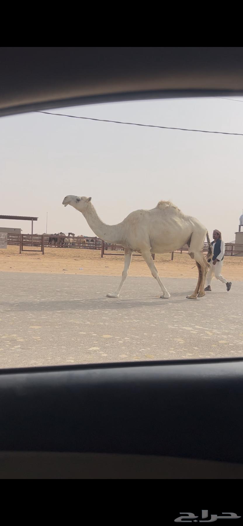 ابل وضح للبيع64542757718659114