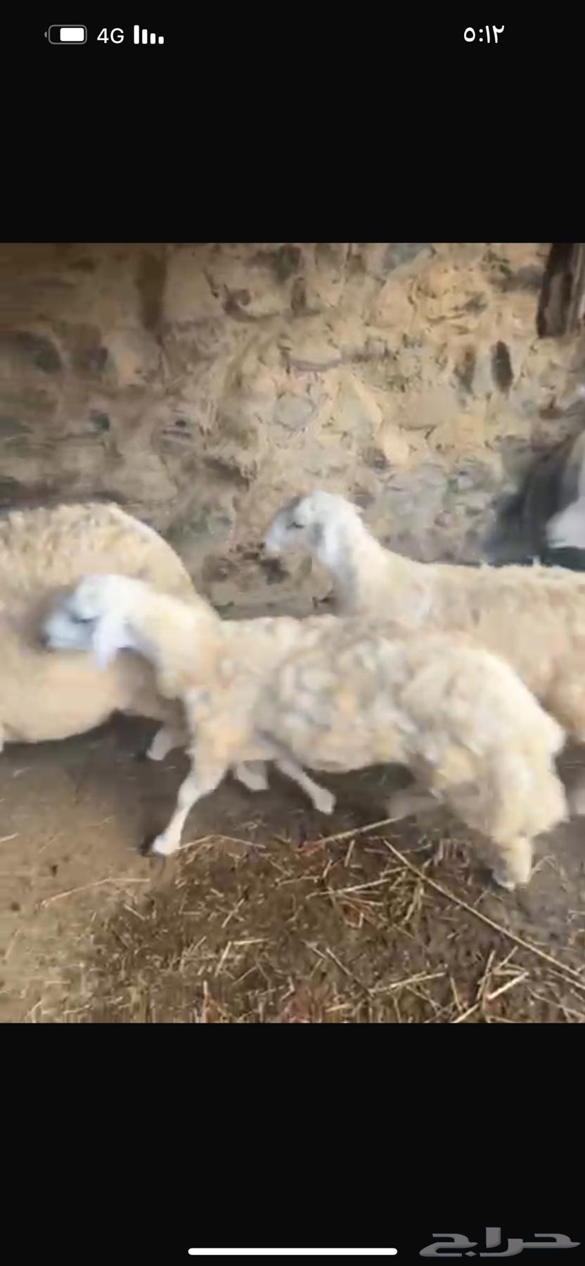 7 طليان للبيع64540323642755112