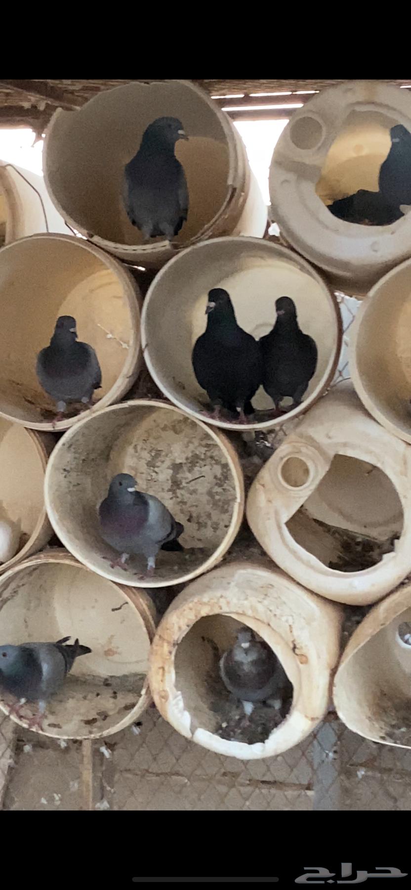 Pigeon nest for sale, productive pigeon with 30 to 32 pairs64539187727745111