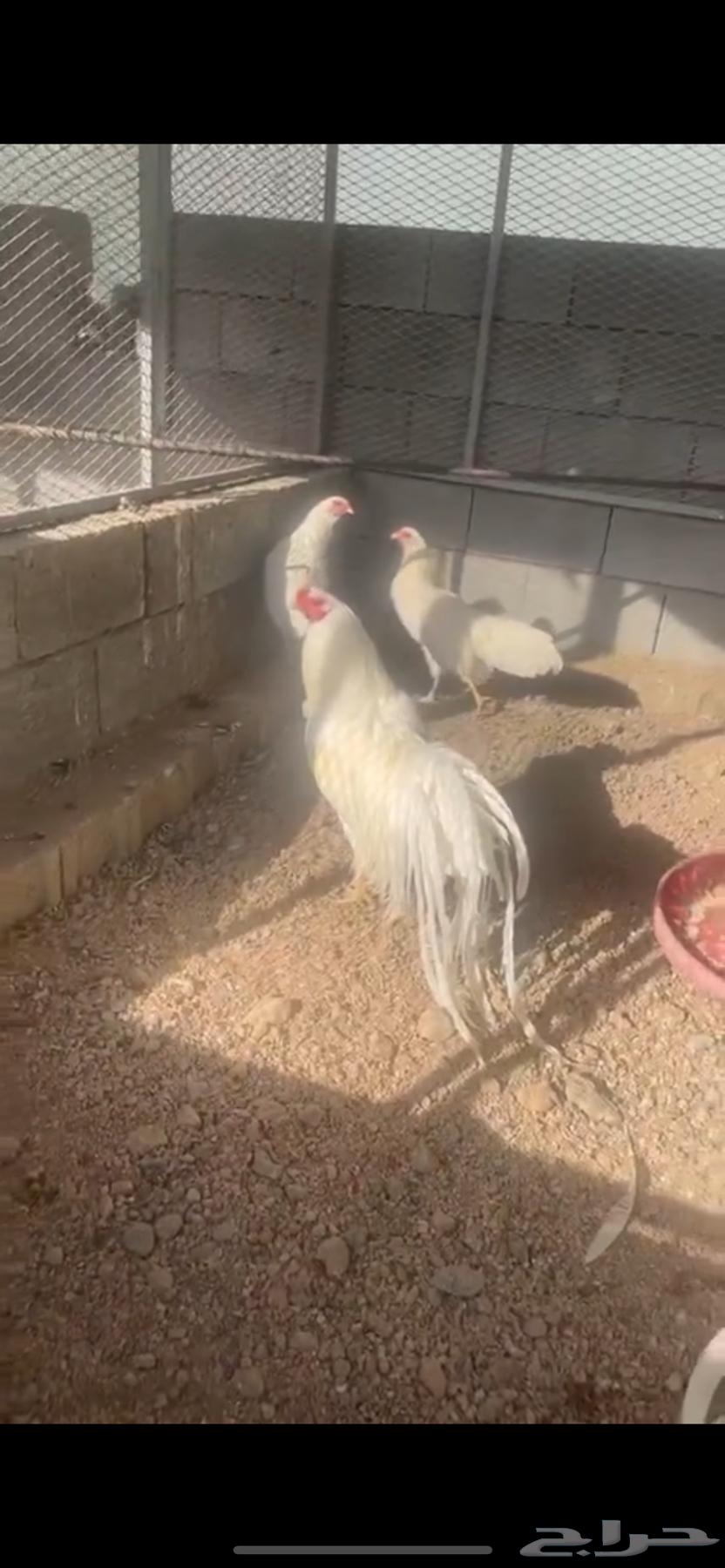 صوص يوكهاما انتاج خوارج64540010746370114