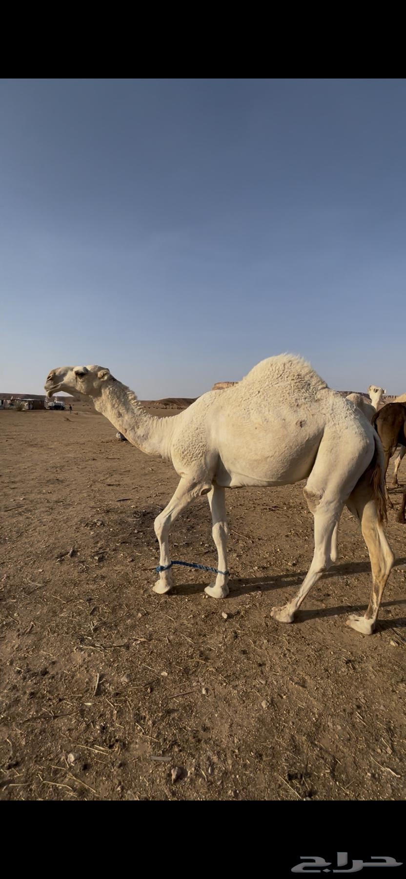 قعود حق للبيع64539882371201113