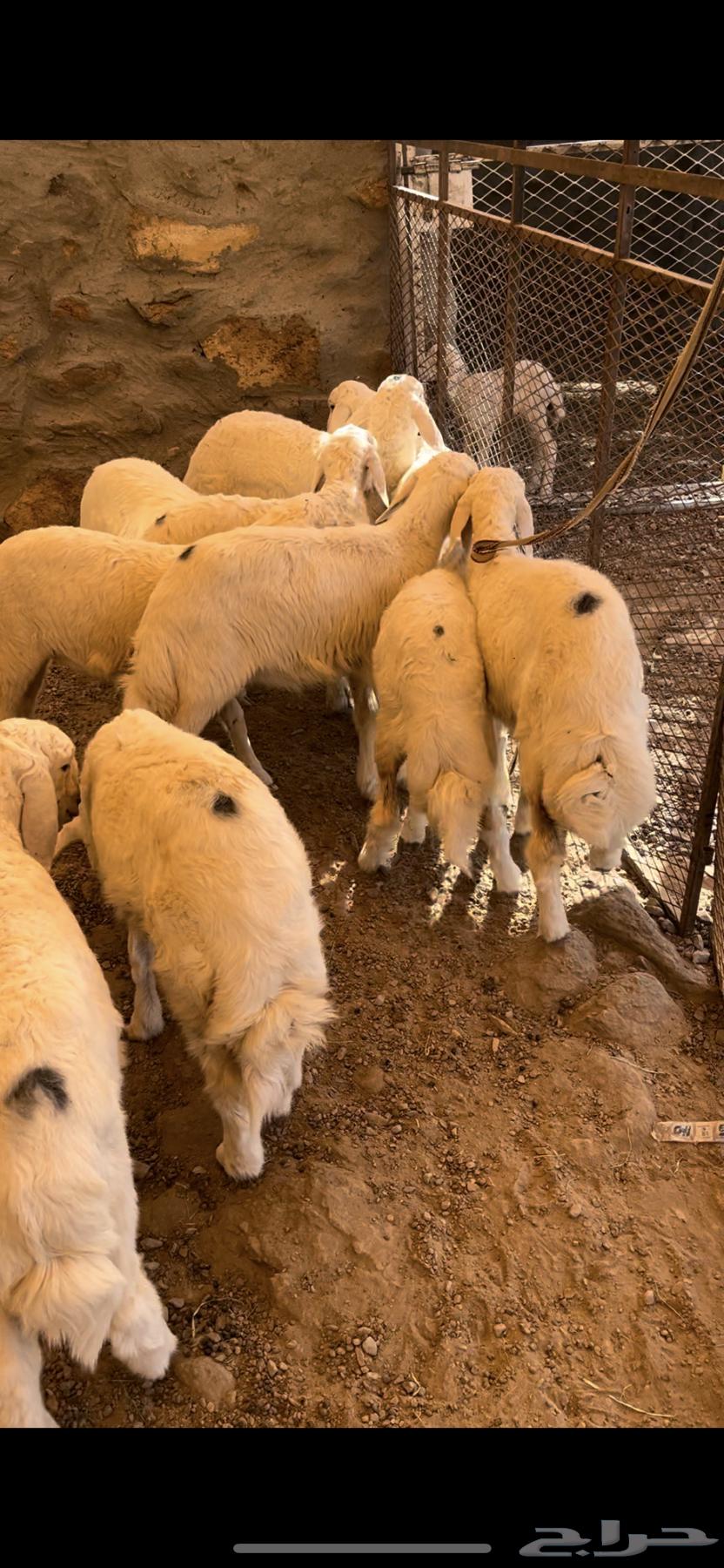 ارخال للبيع - تم البيع64542856316674113