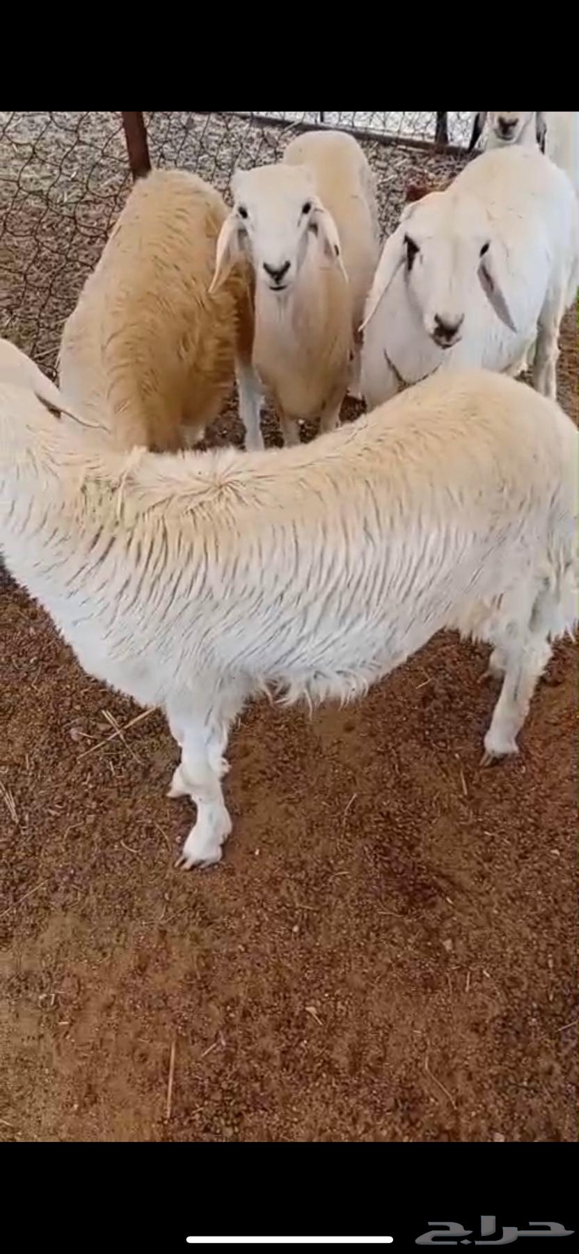 بهم للبيع64539585396611110