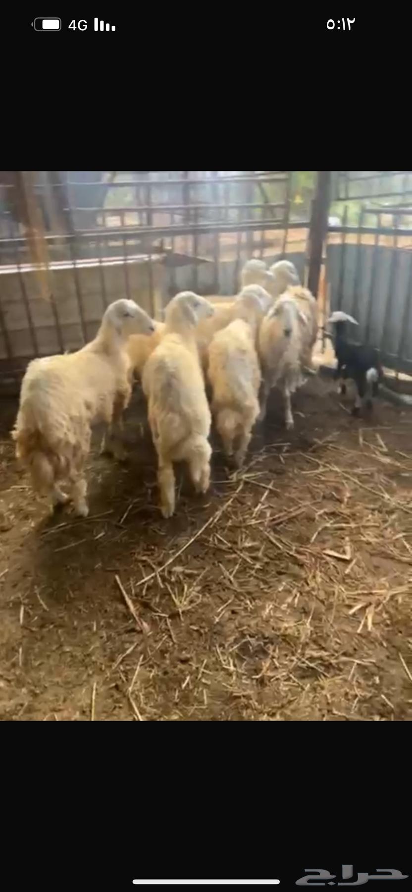 7 طليان للبيع64540323642755113