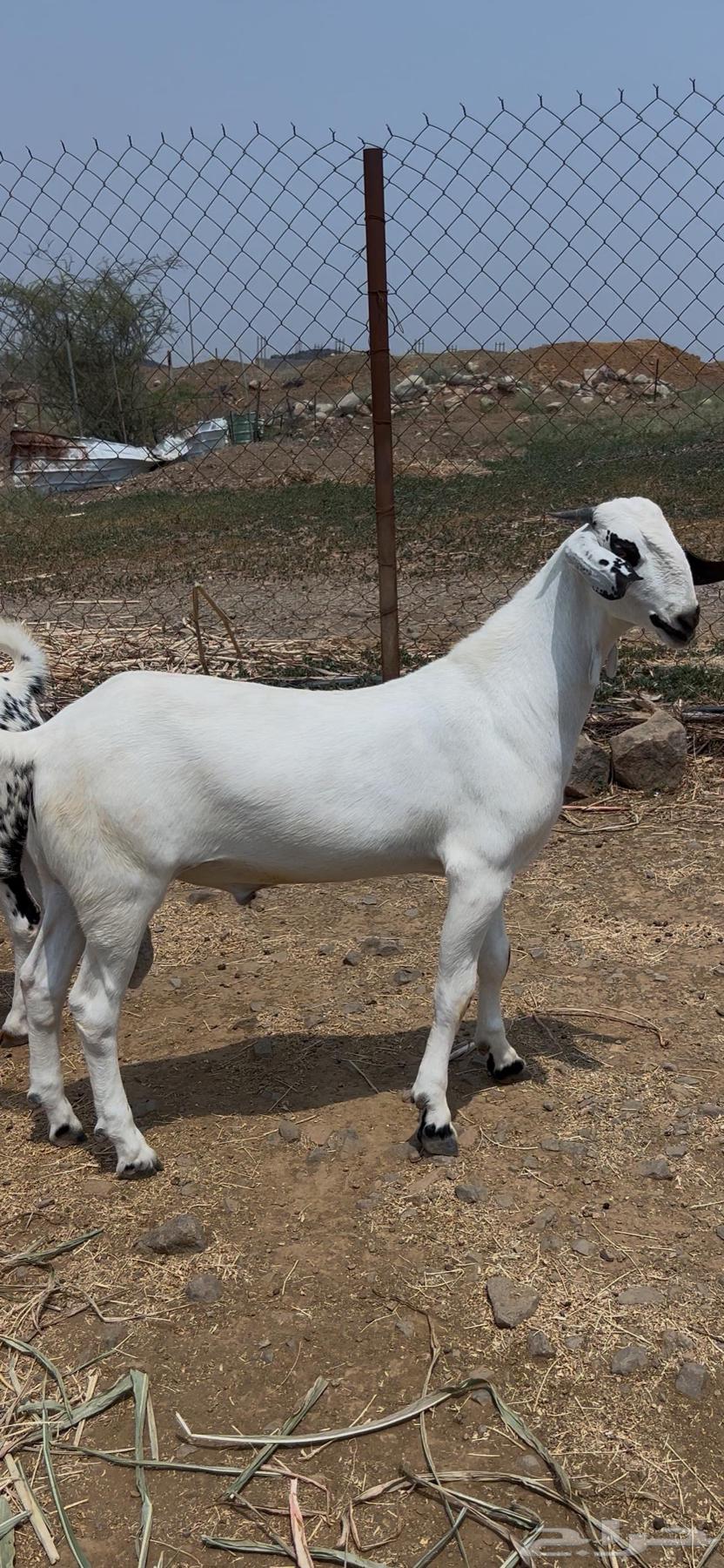 فحل بيشي64538795167233111