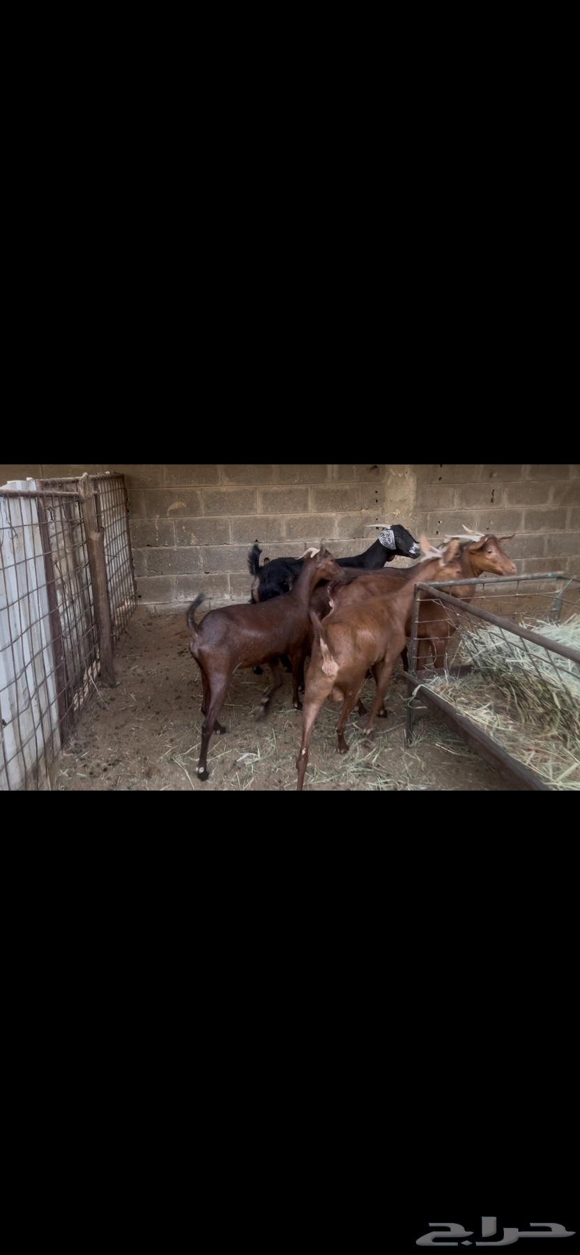 معزا جنوبيه دهم.. تم البيع64541636996481112