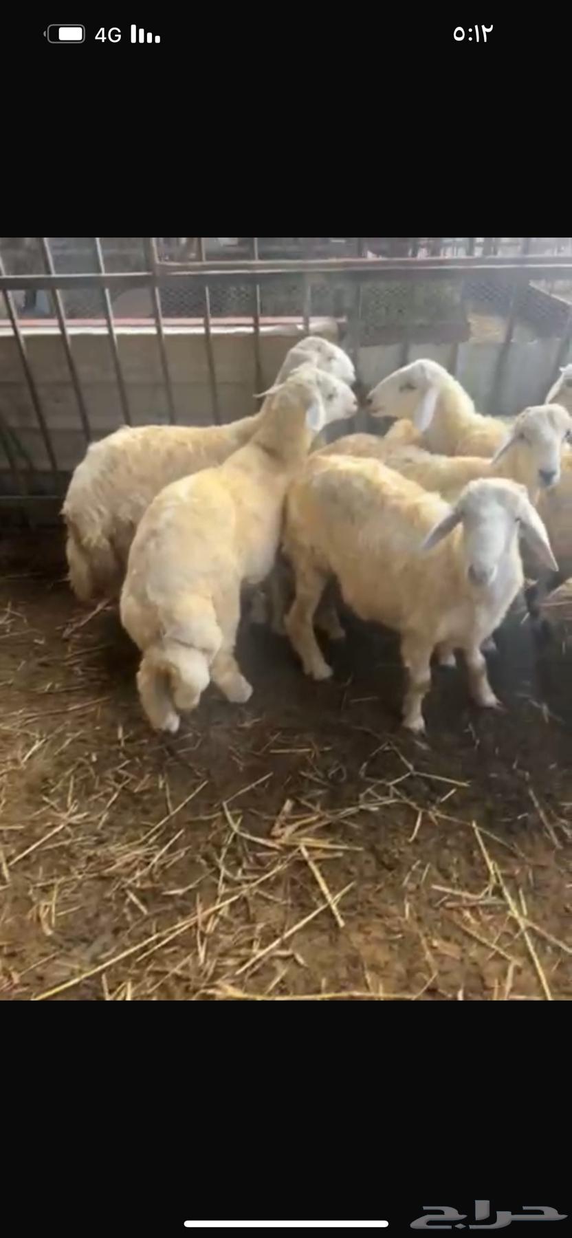 7 طليان للبيع64540323642755114