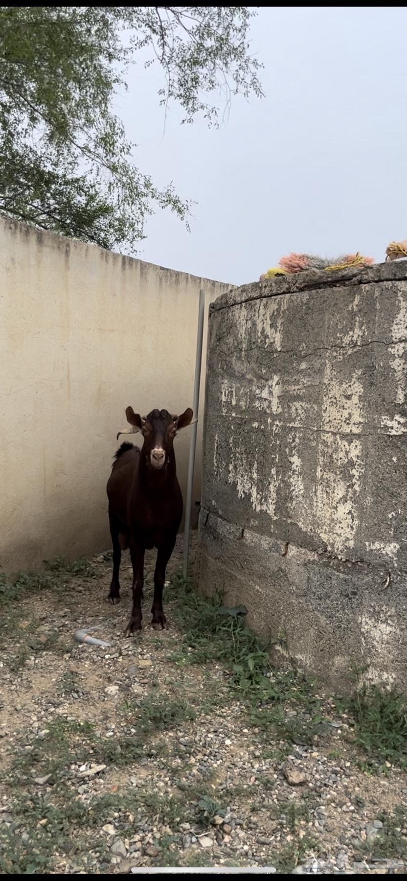 تيس ادهم فحل ( تم البيع64538659517569111