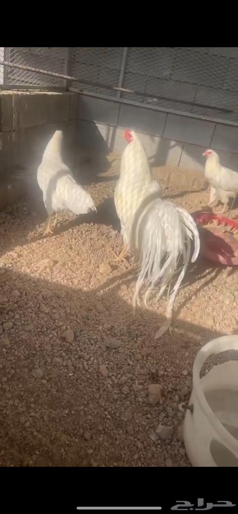 صوص يوكهاما انتاج خوارج64540010746370111