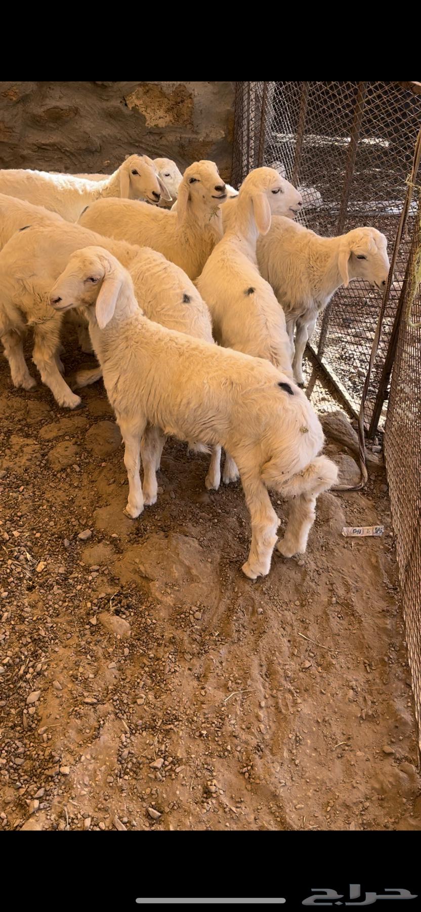 ارخال للبيع - تم البيع64542856316674110