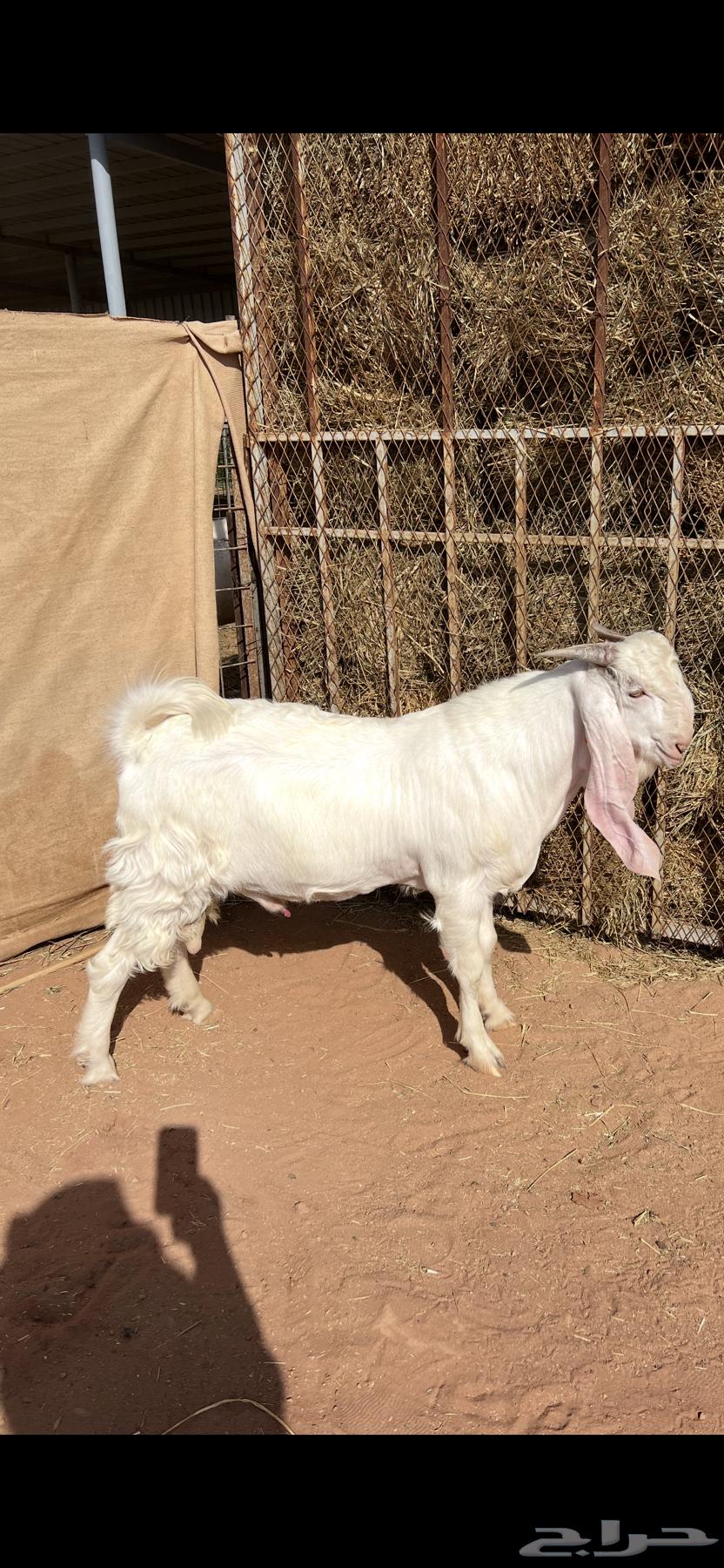 تيس ابيض صنف64536864558210111